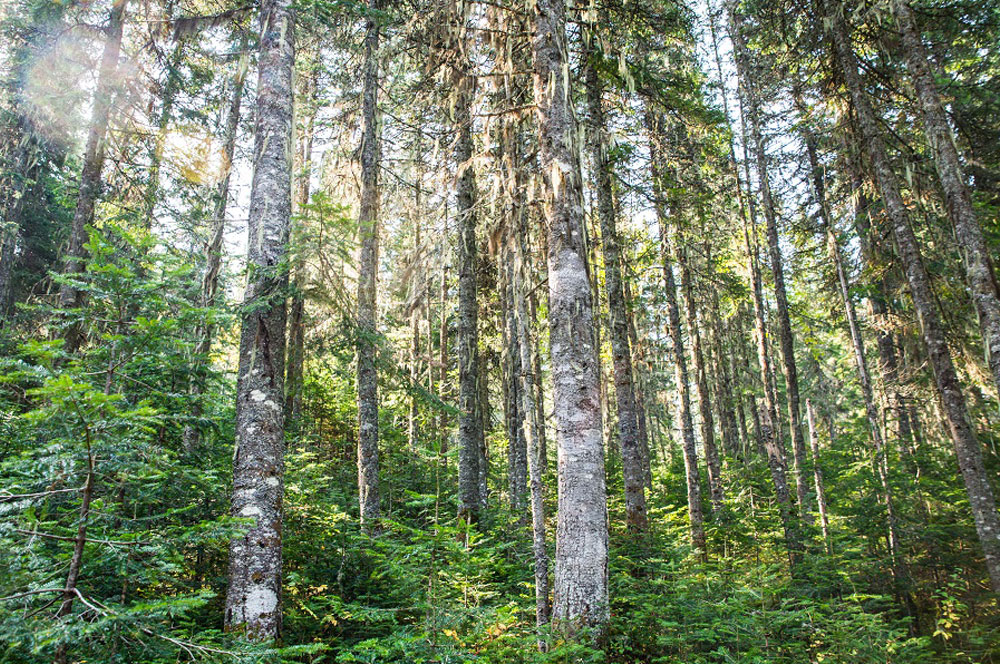 La Forêt Montmorency est très en santé, et on le reconnait à la présence de lichen dans les arbres. 